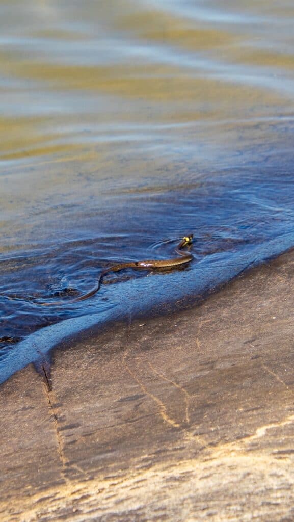 brown and black water snake on brown sand