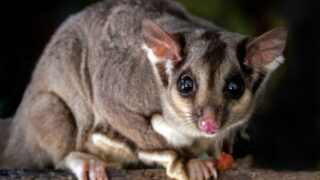 shallow focus photography of gray 4-legged animal