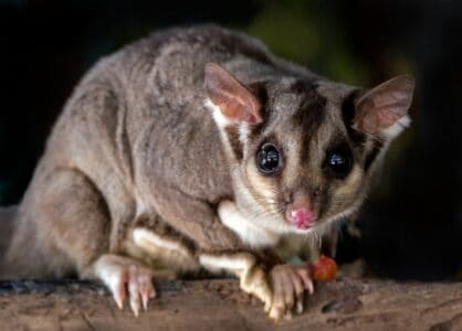 7 Unusual Pets That Are Surprisingly Legal in the U.S.
