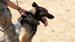 brown and black German shepherd