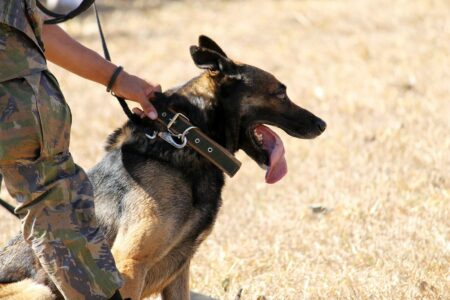 8 Dog Breeds the Military Trusts for Protection