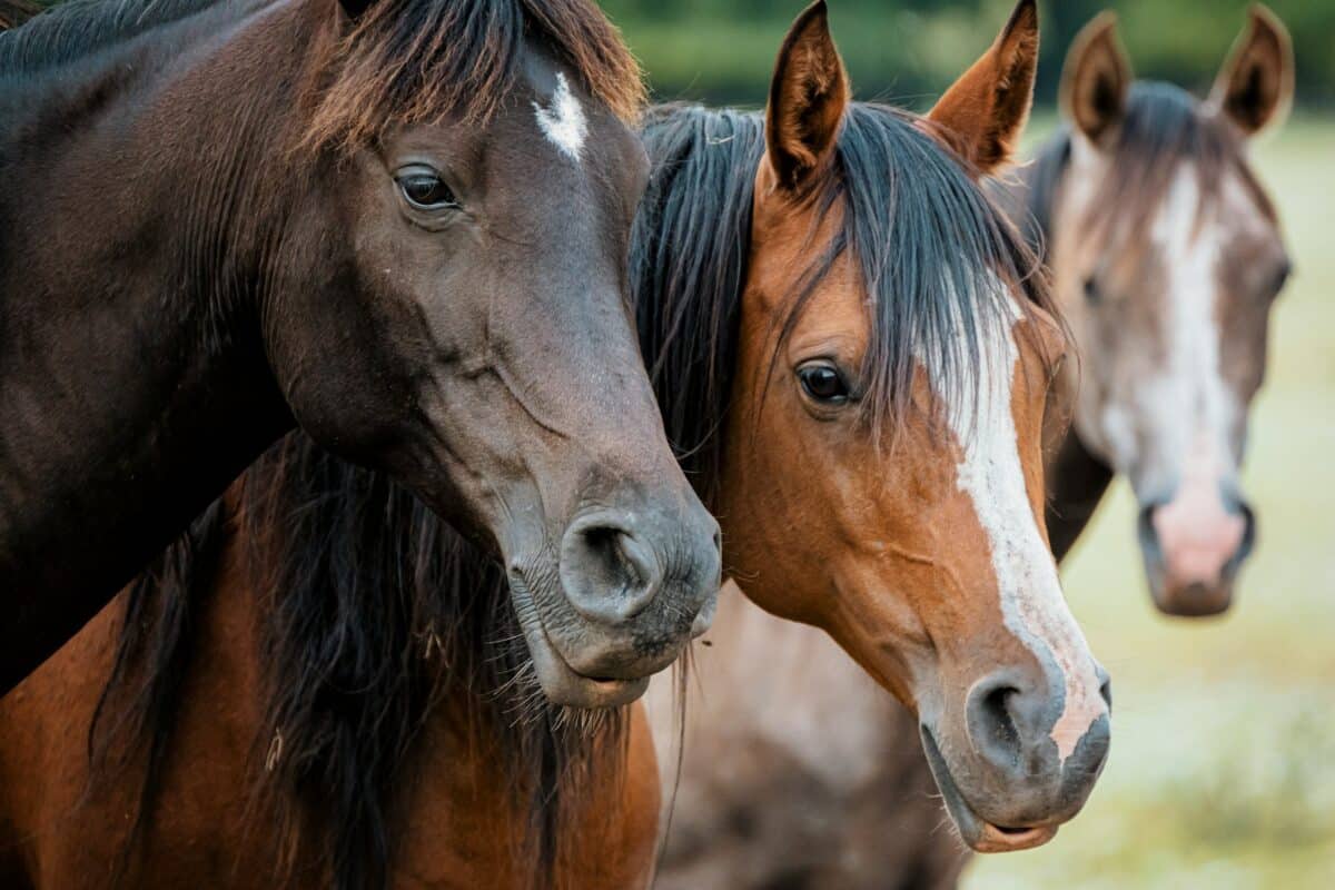 Wild Mustangs