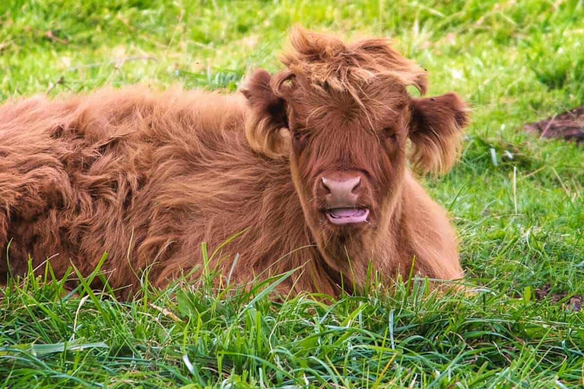 a brown cow laying on top of a lush green field