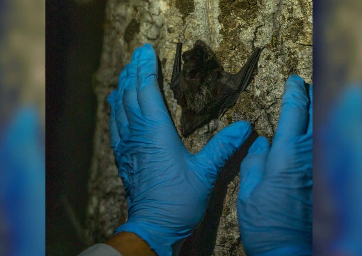 Kitti's hog-nosed bat