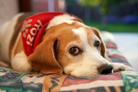 11 States Where Dog Adoption Rates Are the Highest—And Why