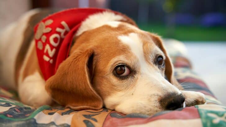 11 States Where Dog Adoption Rates Are the Highest&mdash;And Why