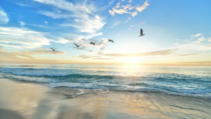 12 Most Vital Efforts to Save U.S. Ocean Creatures