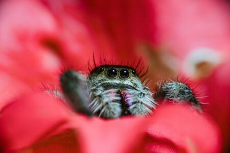 14 Spiders That Are Surprisingly Smart