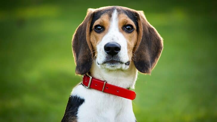 10 Dog Breeds That Are Great with Kids