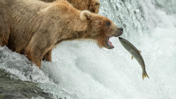 The US State With the Most Bear Attacks&mdash;And Why It&rsquo;s Increasing
