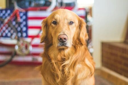 12 Large Dog Breeds That Are Surprisingly Gentle