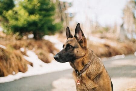 13 Breeds of Dogs That Can Outsmart Their Owners