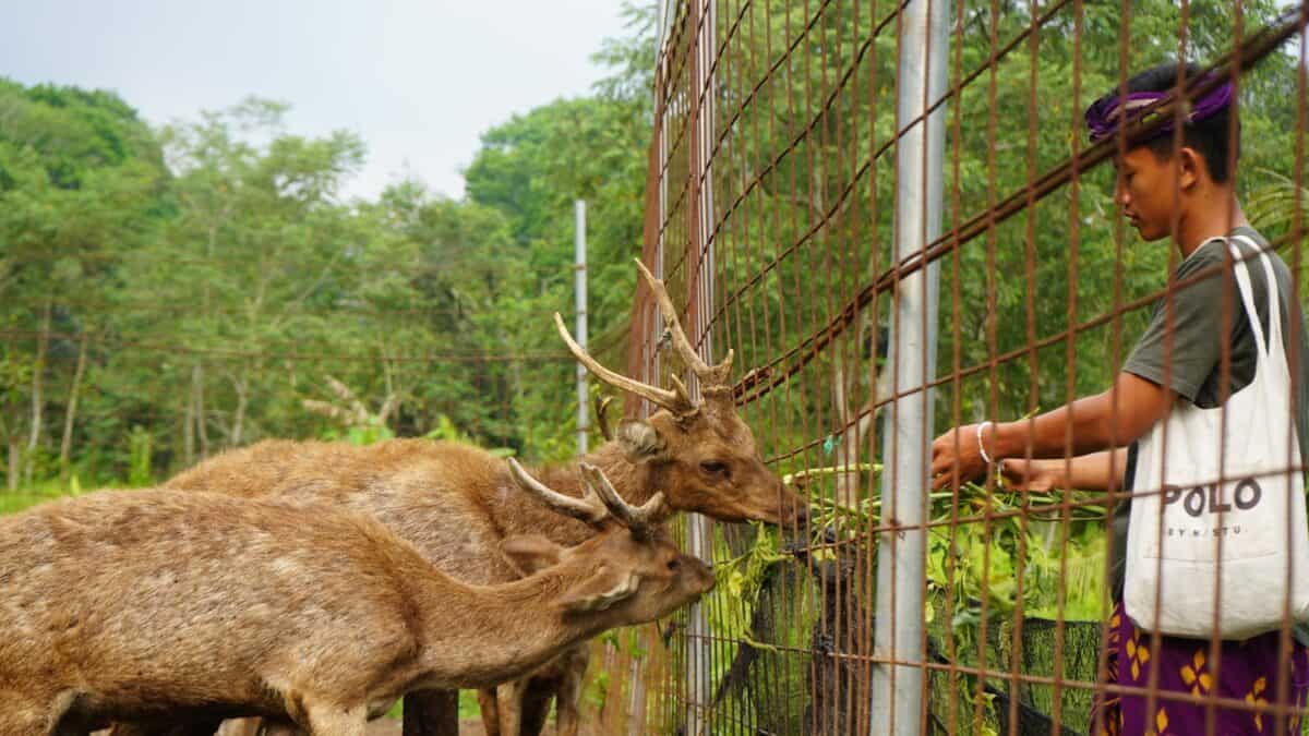 A man standing next to a deer behind a fence
