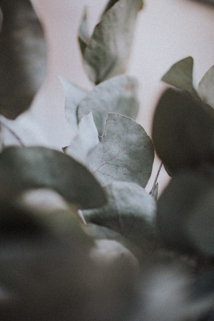 eucalyptus