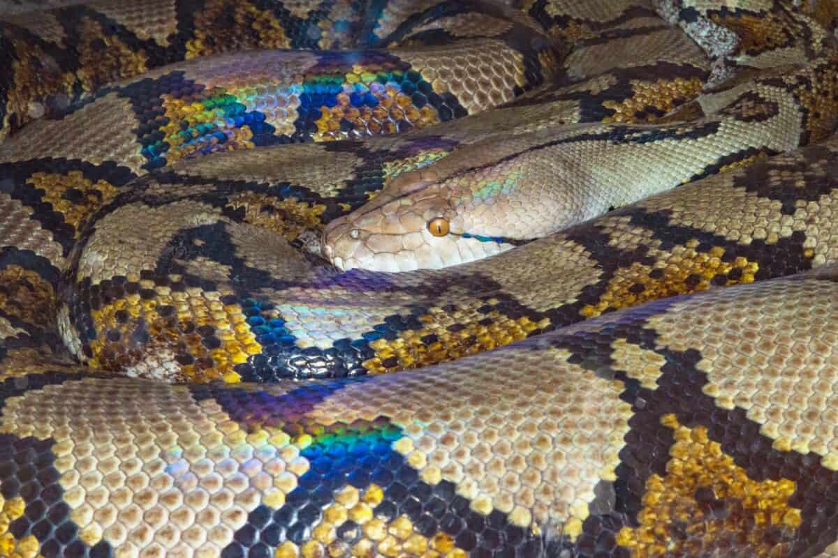 a close up of a snake on a bed