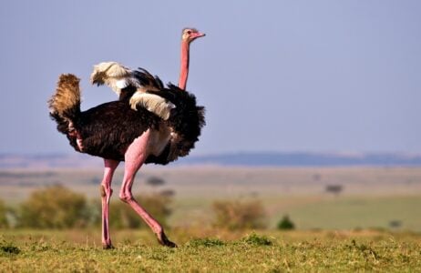 How Ostriches Engage in Unique Mating Dances and Rivalry