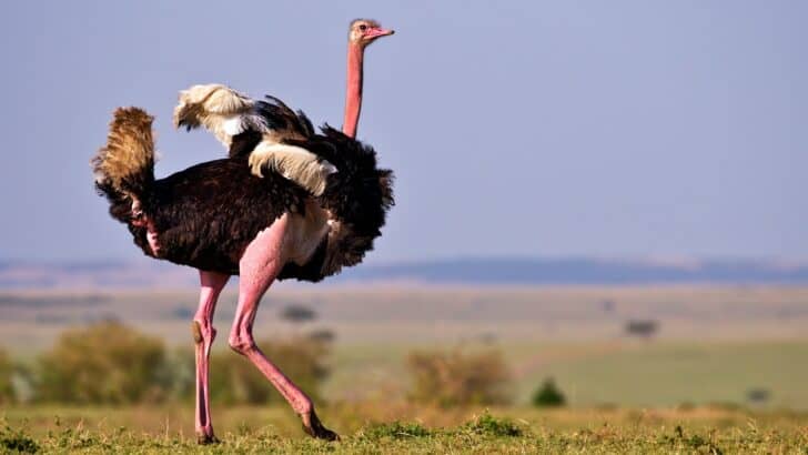 The World’s Largest Flightless Bird Was Even Bigger Than an Ostrich