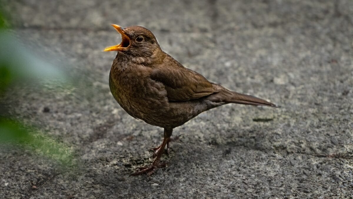brown bird on gray rock