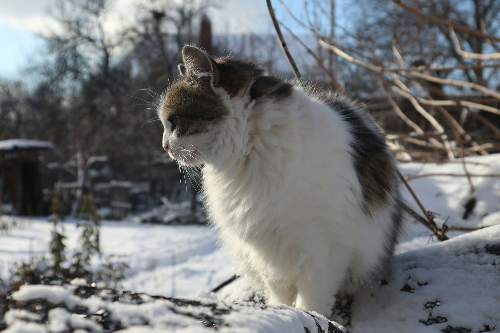 a white and brown cat sitting on top of snow covered ground