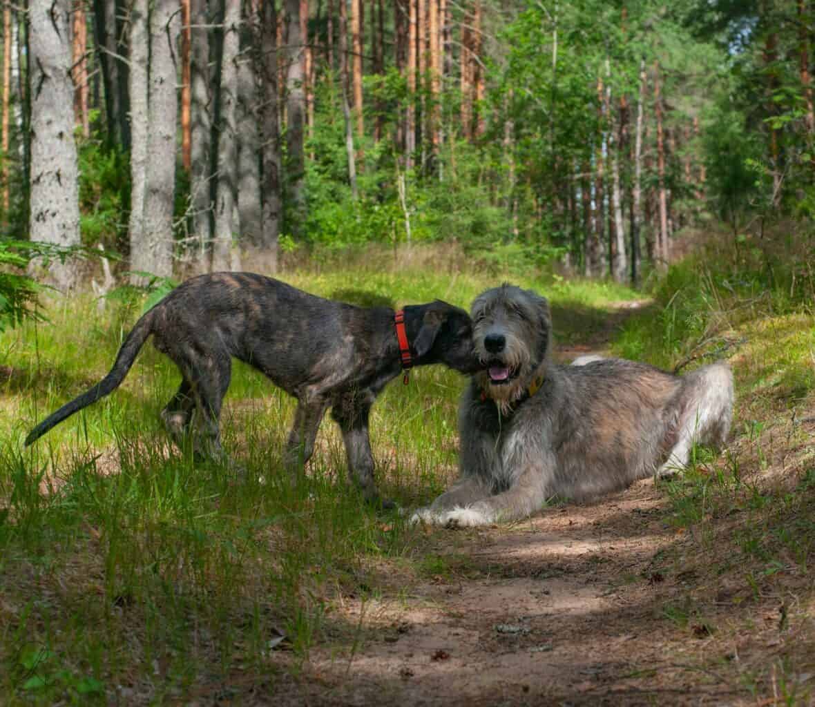 a couple of dogs in a forest