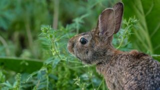 a hare next to some leaves