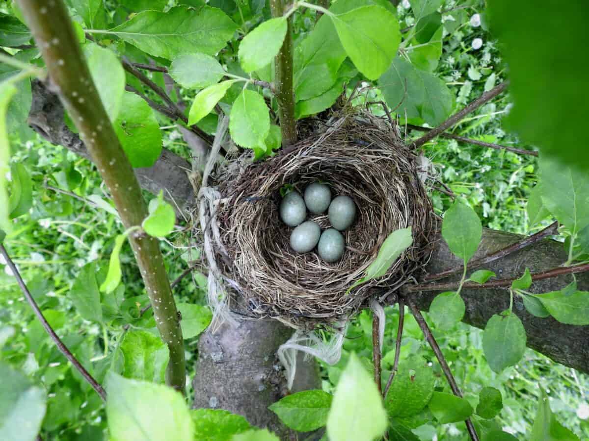 a bird's nest in a tree with four eggs