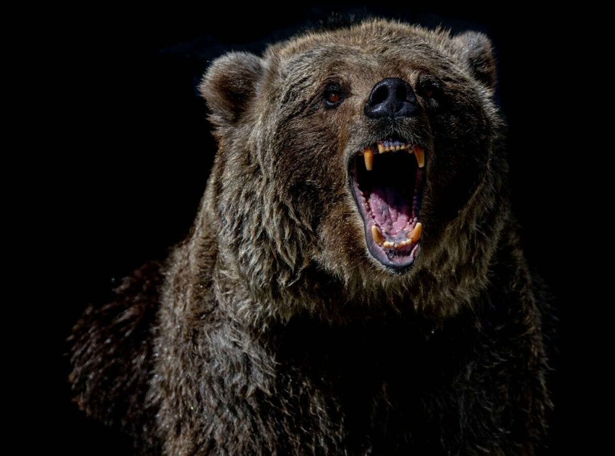 Braunbär mit blauen Augen