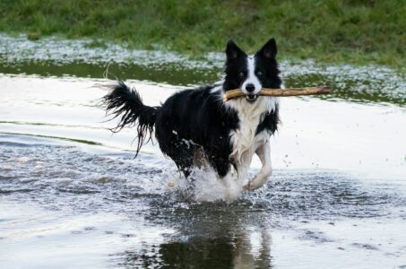 10 Famous Dog Trainers Who Changed the Game