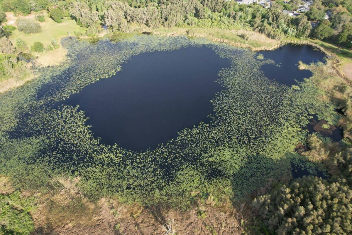 an aerial view of a lake surrounded by trees