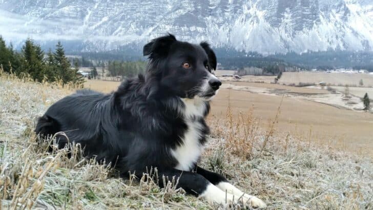 These Dogs Have Jobs on U.S. Farms And Love It!