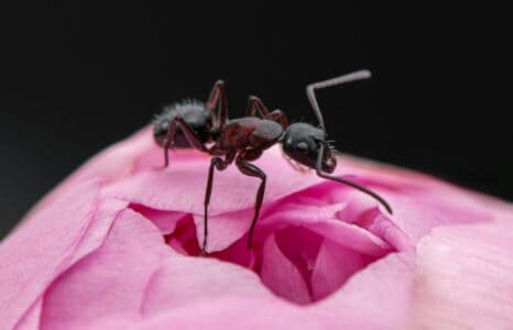 This Harmless-Looking Creature Can Deliver One of the Most Painful Stings on Earth
