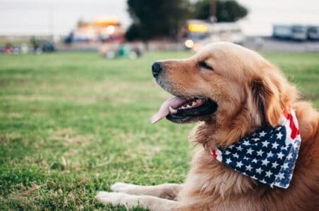 Meet 7 Military Dogs That Became National Heroes in the U.S.