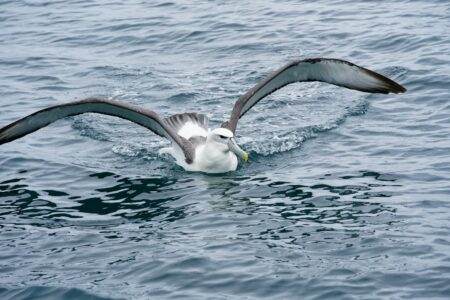 The Longest-Lived Bird Ever Tagged in North America
