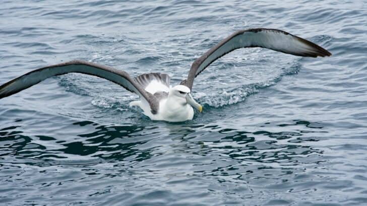 The Longest-Lived Bird Ever Tagged in North America