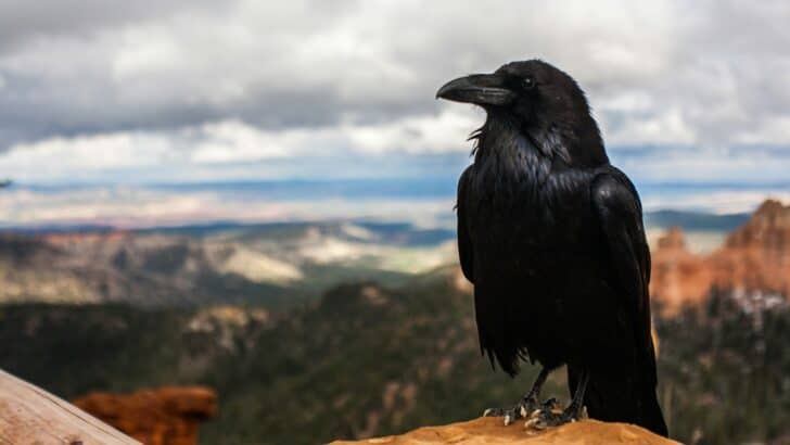 Are Crows the Next Great Urban Problem?