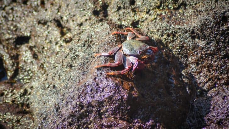 The Crab That Decorates Itself