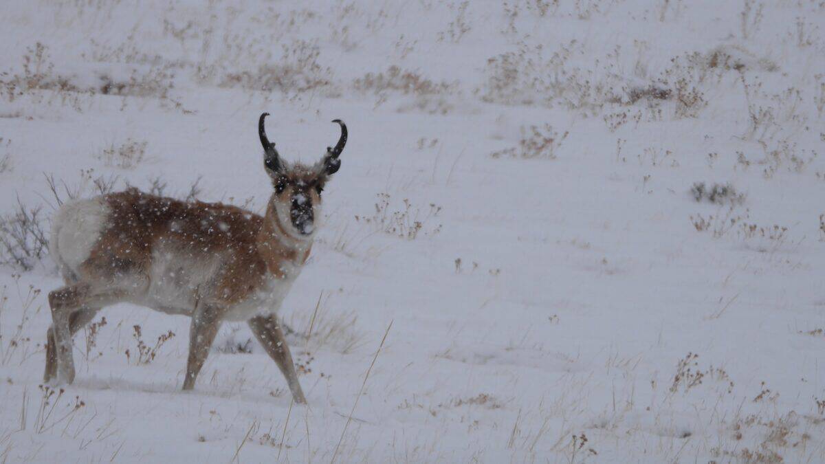 a couple of deer standing on top of a snow covered field