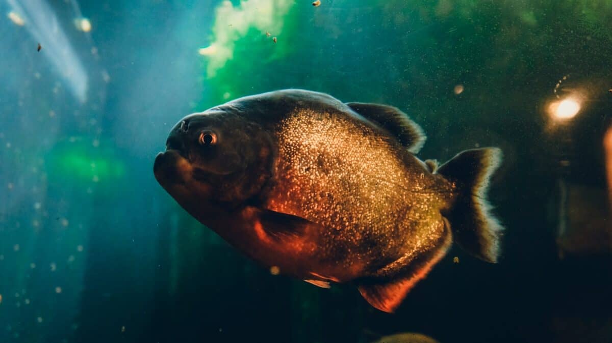 Piranha swimming in some water