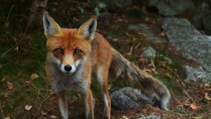 13 Unexpectedly Aggressive Animals