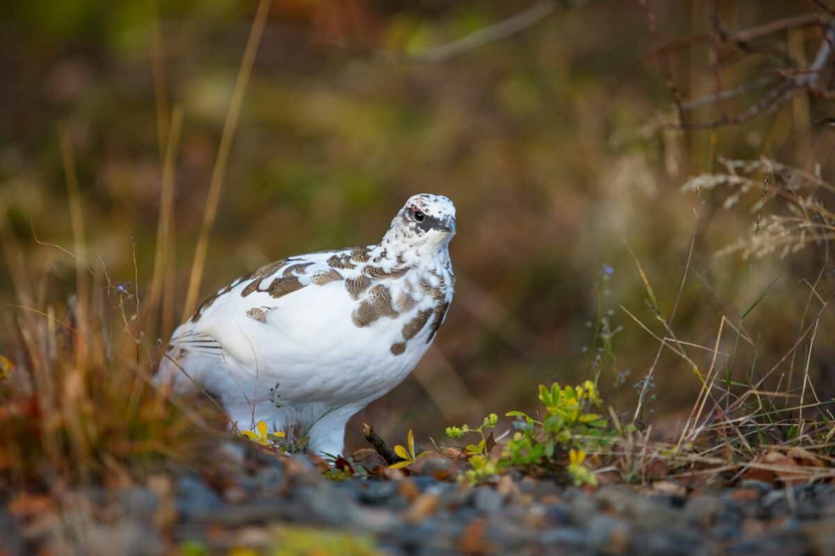 A white and brown bird is standing in the grass