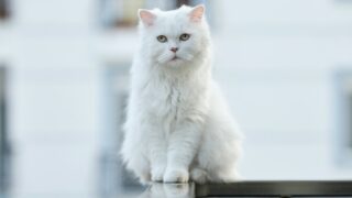 white cat on black wooden table