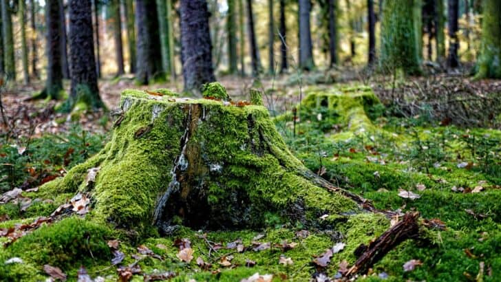 Scientists Just Found the Oldest Living Tree&mdash;And It&rsquo;s Over 5,000 Years Old