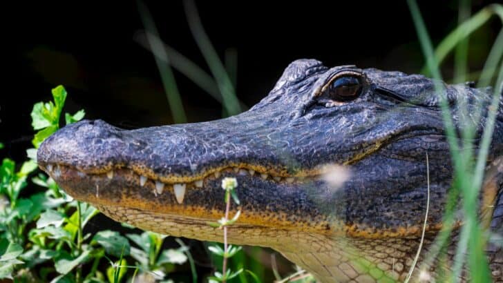 Louisiana’s Legendary 19-Foot Alligator Still Holds the Record