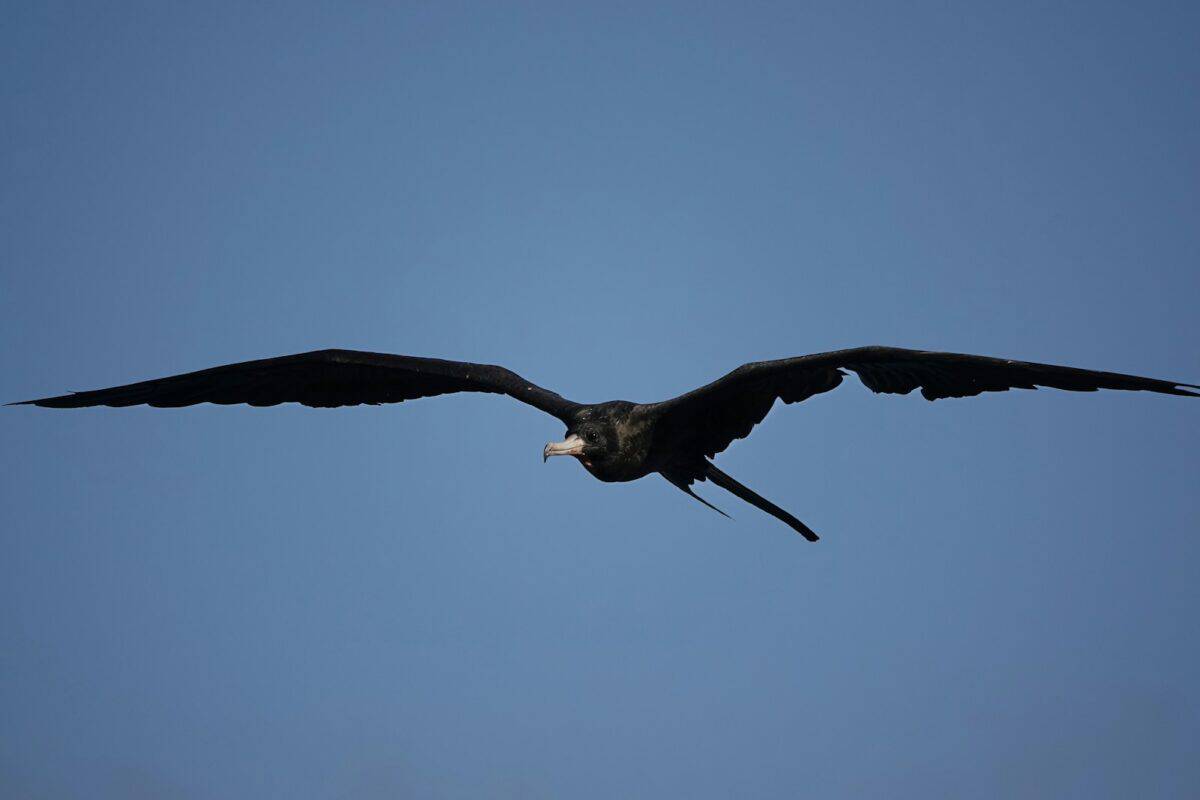 A large bird flying through a blue sky
