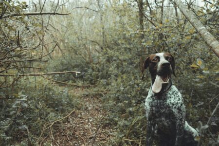 10 Dogs That Love to Run And 3 That Prefer the Couch