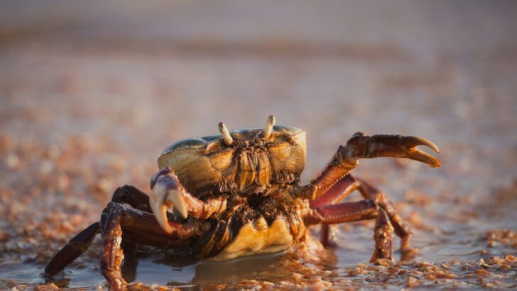 What’s Causing Thousands of Crabs to Wash Ashore in Florida?
