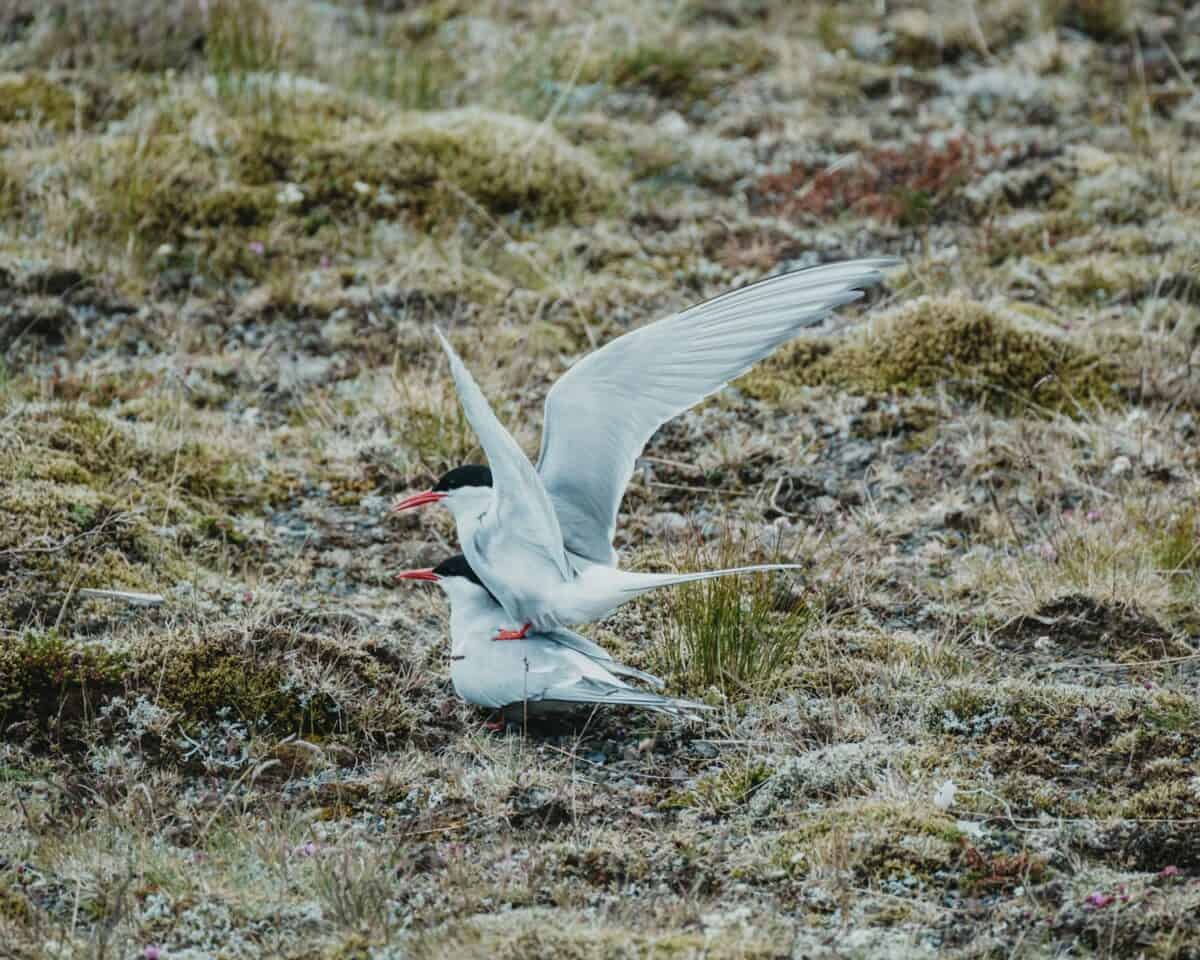 Arctic Tern