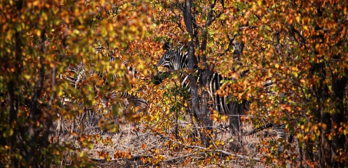 zebra standing on green grass during daytime