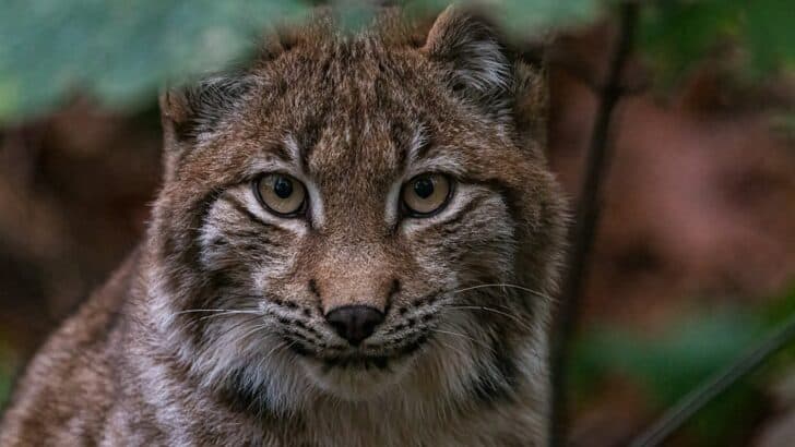 England&rsquo;s Bold Lynx Rewilding Plan Gains Momentum