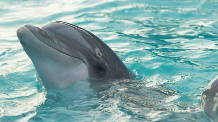 12 Adorable Animals That Are Secretly Dangerous
